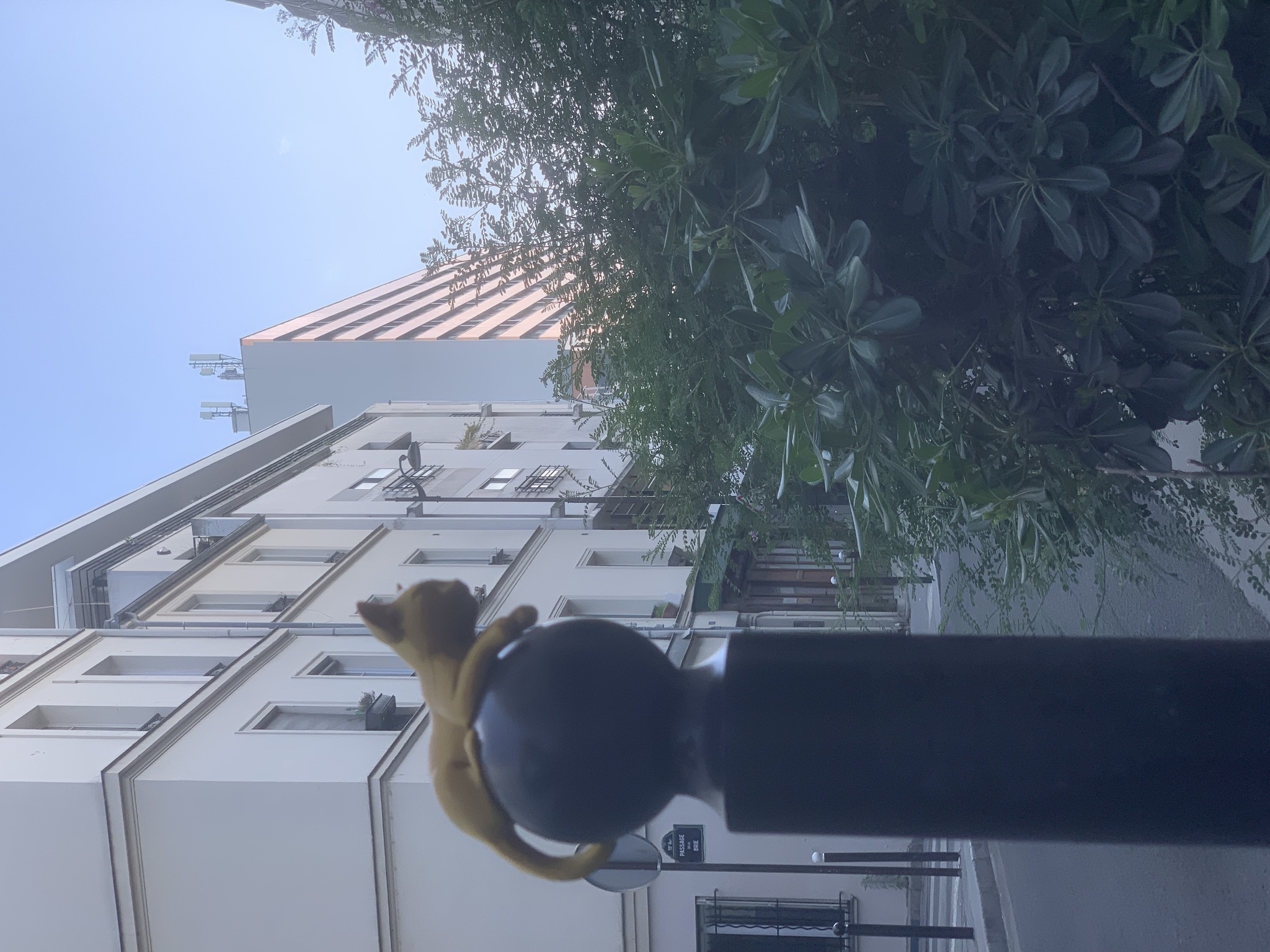 Cat 3 image