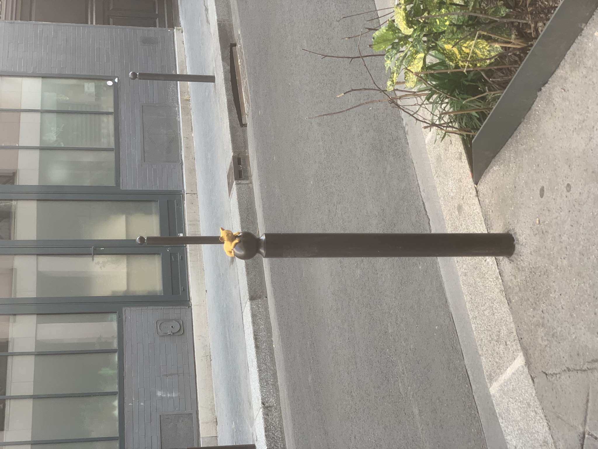 Cat 3 image